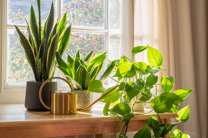 The-Health-Benefits-of-Indoor-Gardening 13 best indoor gardening ideas in 2023