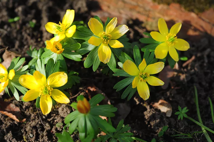 Winter-Aconite 11 Winter Blooming Plants: Adding Color to Your Winter Garden
