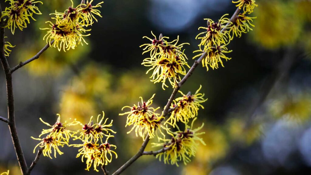Witch-Hazel--1024x575 11 Winter Blooming Plants: Adding Color to Your Winter Garden