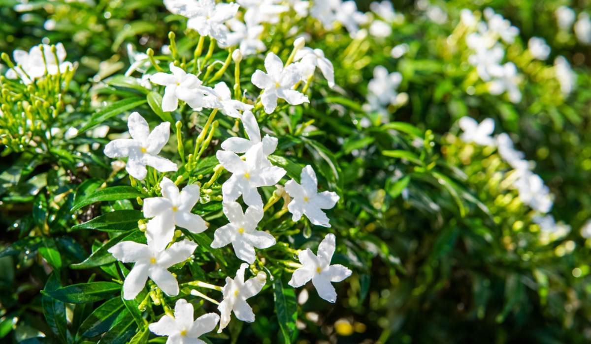Choosing-White-Flowers-1 13 Best White Flowers for Your Garden (2024)