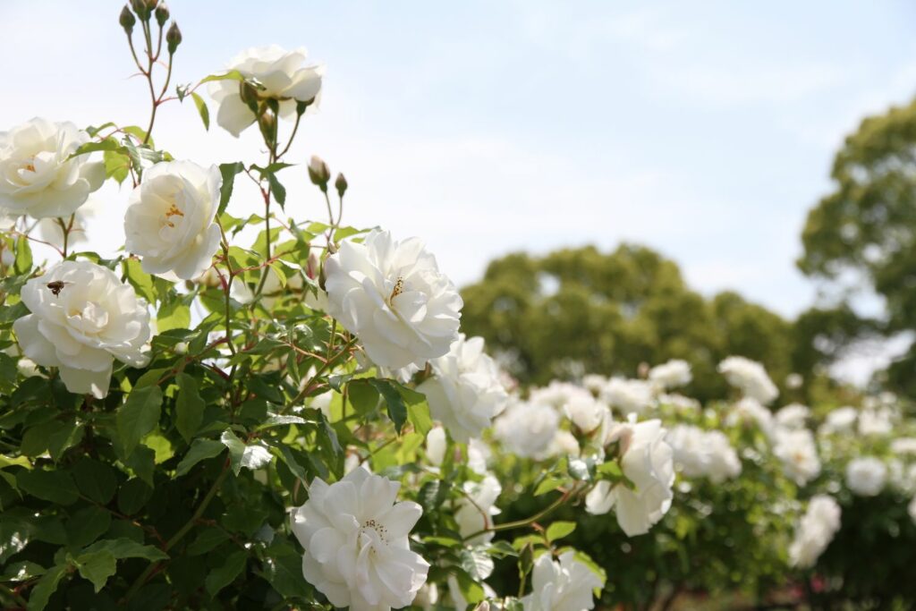 Classic-White-Roses 13 Best White Flowers for Your Garden (2024)