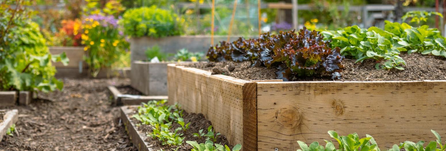 Community-Gardens-on-the-Rise-1 13 Garden Trends That Will Be Hot in 2024, According to the Expert