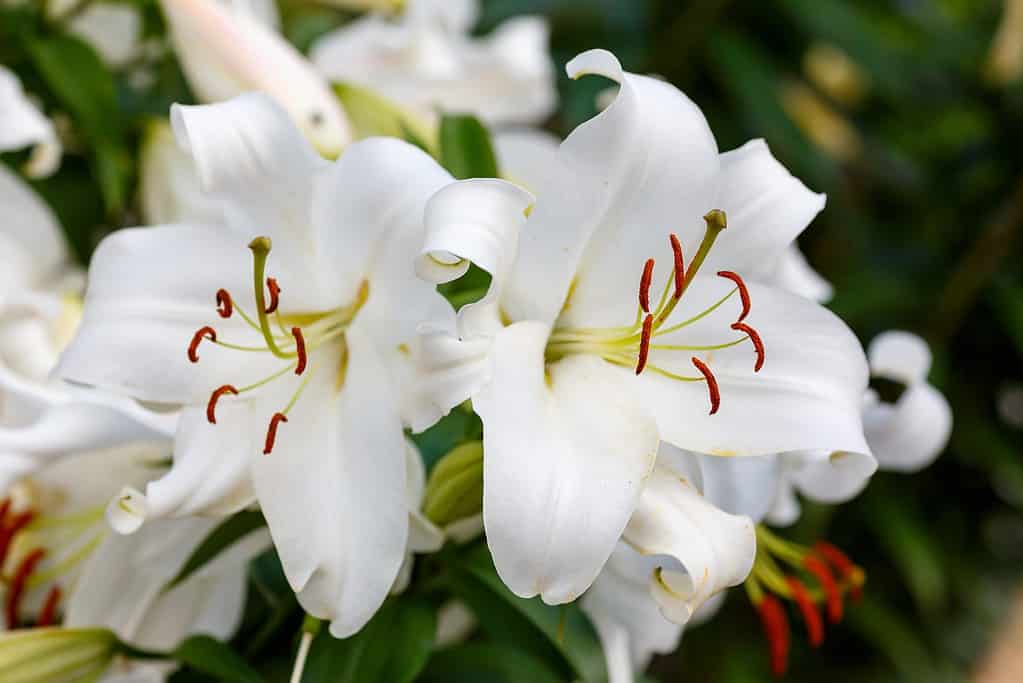 Crisp-White-Calla-Lilies 13 Best White Flowers for Your Garden (2024)