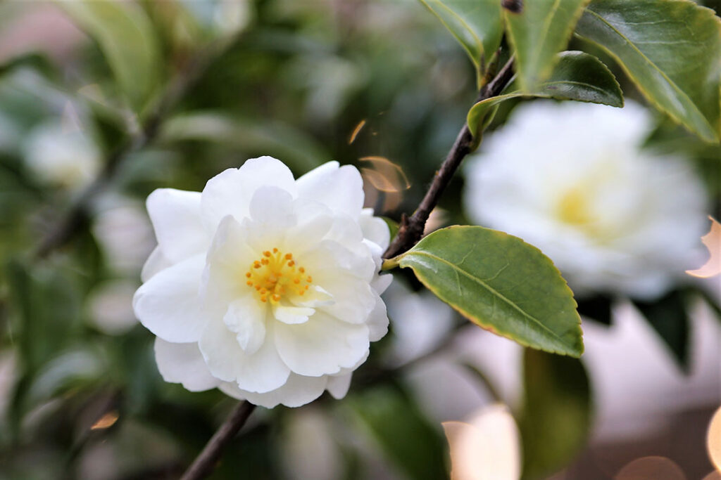 Eternal-Beauty-White-Camellias-1024x683 13 Best White Flowers for Your Garden (2024)