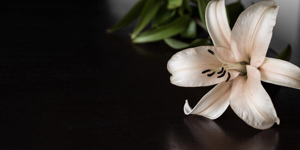 Pure-Elegance-of-White-Lilies 13 Best White Flowers for Your Garden (2024)